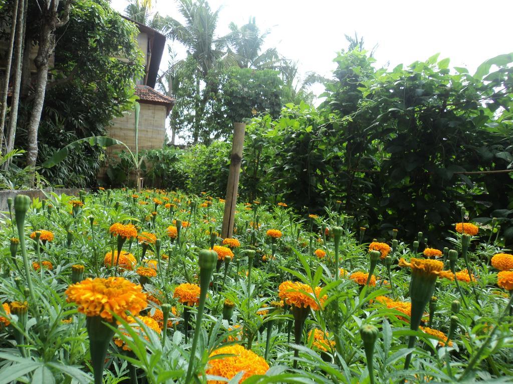 Villa Bhuana Alit อูบุด ภายนอก รูปภาพ