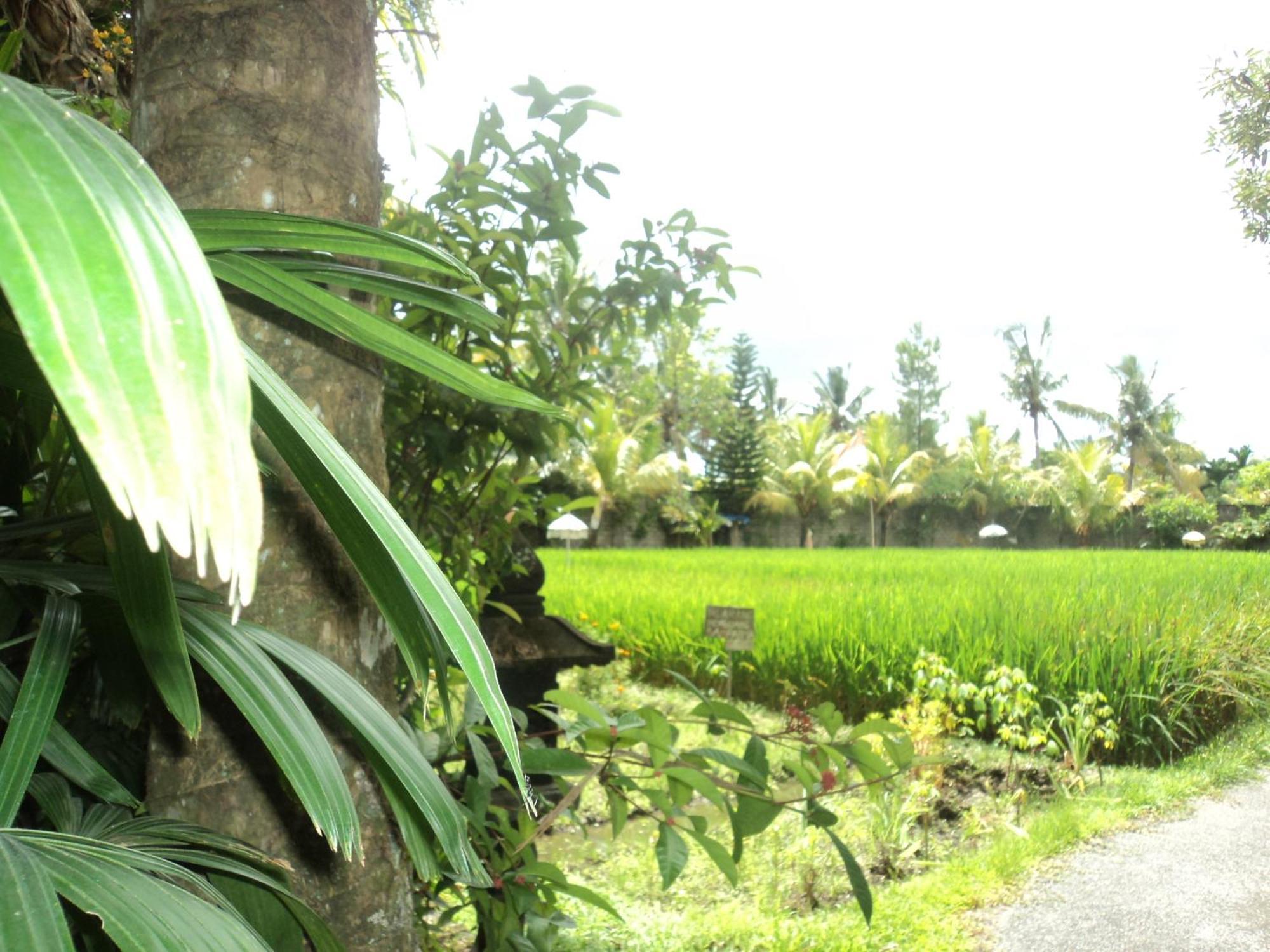Villa Bhuana Alit อูบุด ห้อง รูปภาพ